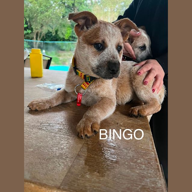 Photo of Bingo
