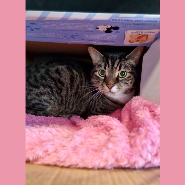 Photo of Lucky