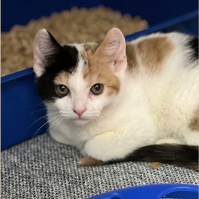 Photo of Jezebel