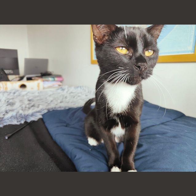 Photo of Misty