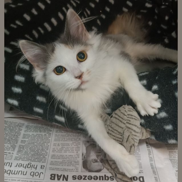 Photo of Sweet Pea