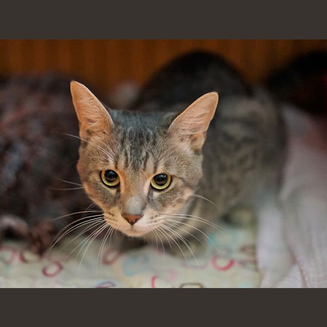 Photo of Pascal