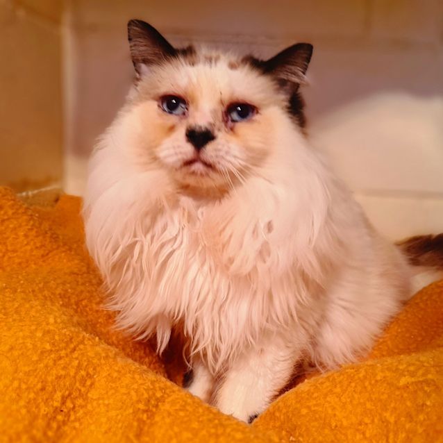 Photo of Penny