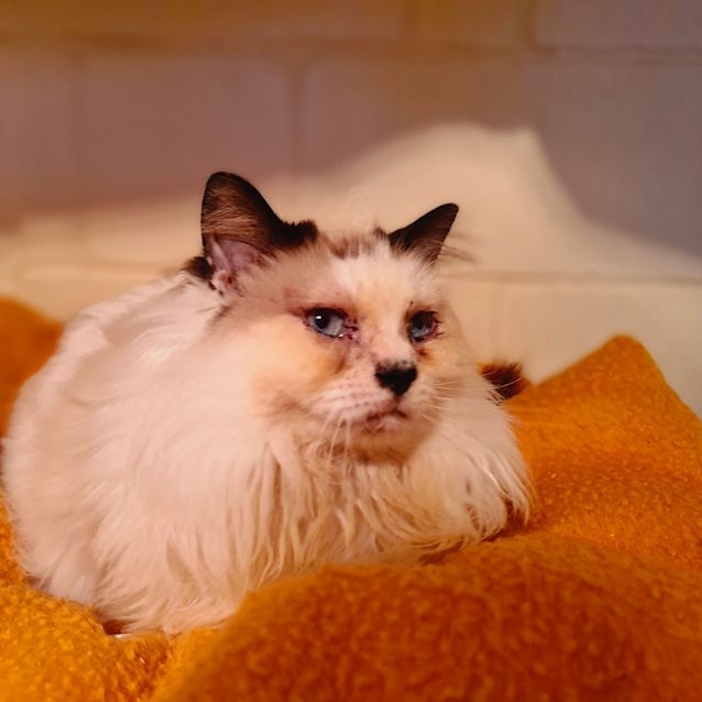 Photo of Penny