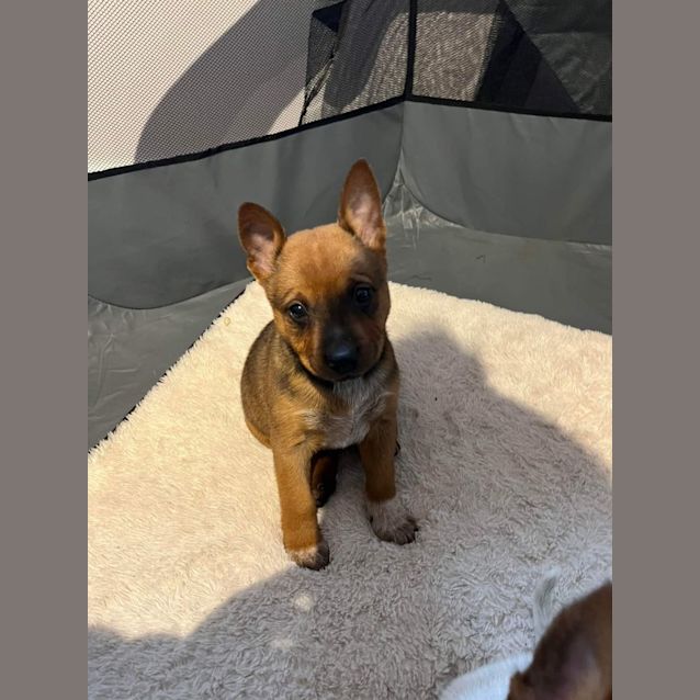Photo of Bruno 