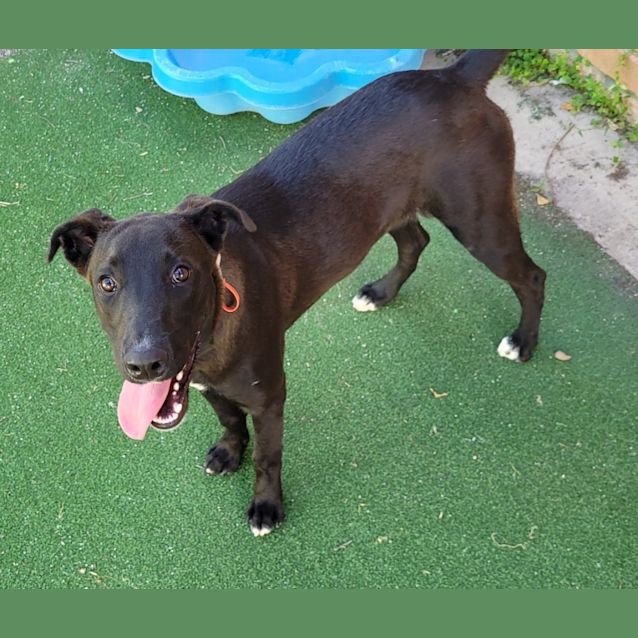 Photo of Dusty (Cinder)