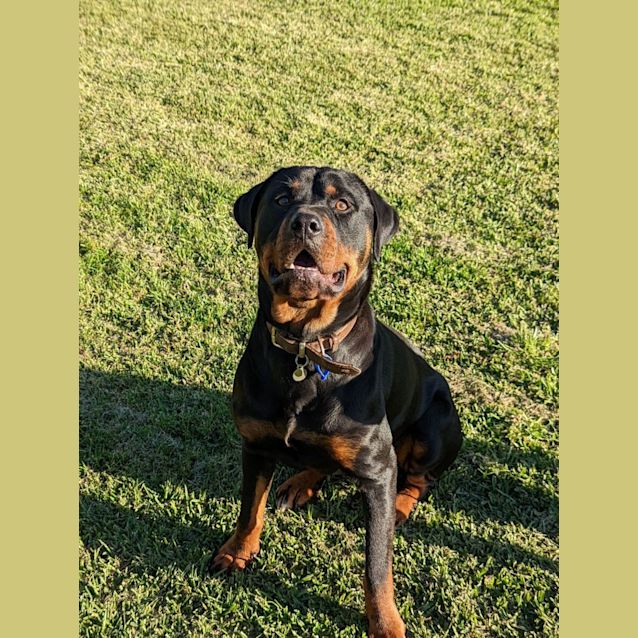 Photo of Luna ~ 1yr Old Rottweiler(on Trial 5/9/22)