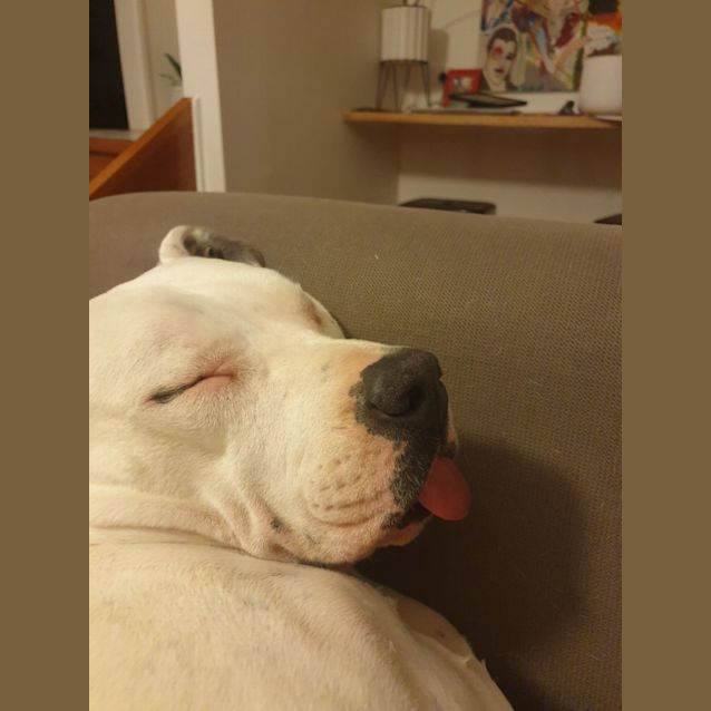 Photo of Chloe   3 Year Old American Staffy