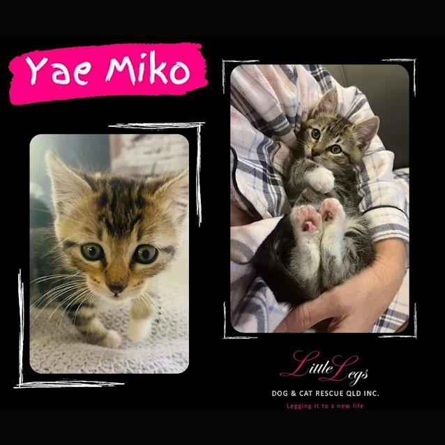 Photo of Yae Miko
