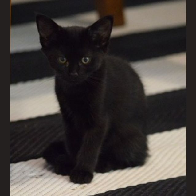 Photo of Midnight