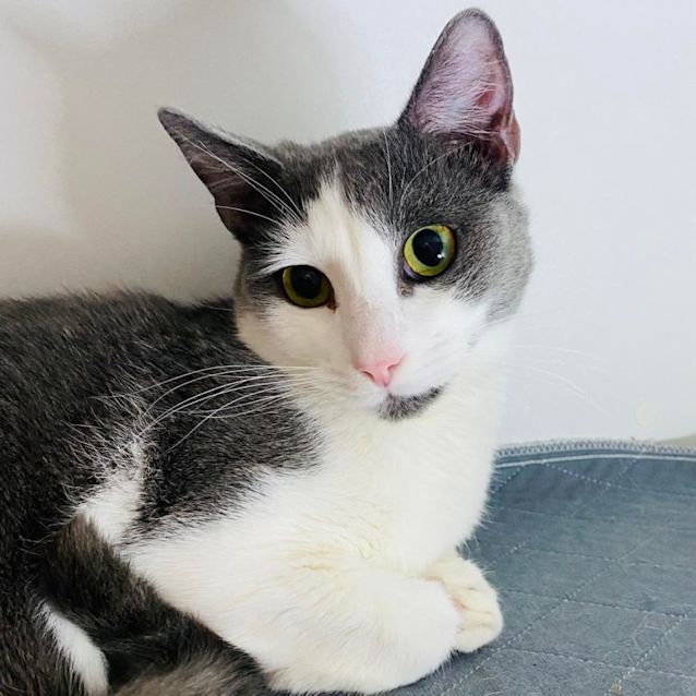 Photo of Loki   Located In Preston