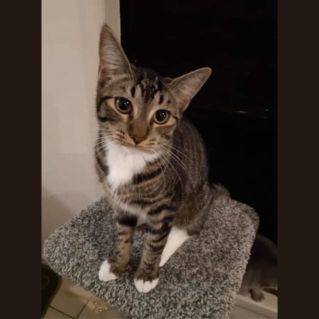 Photo of Shelby