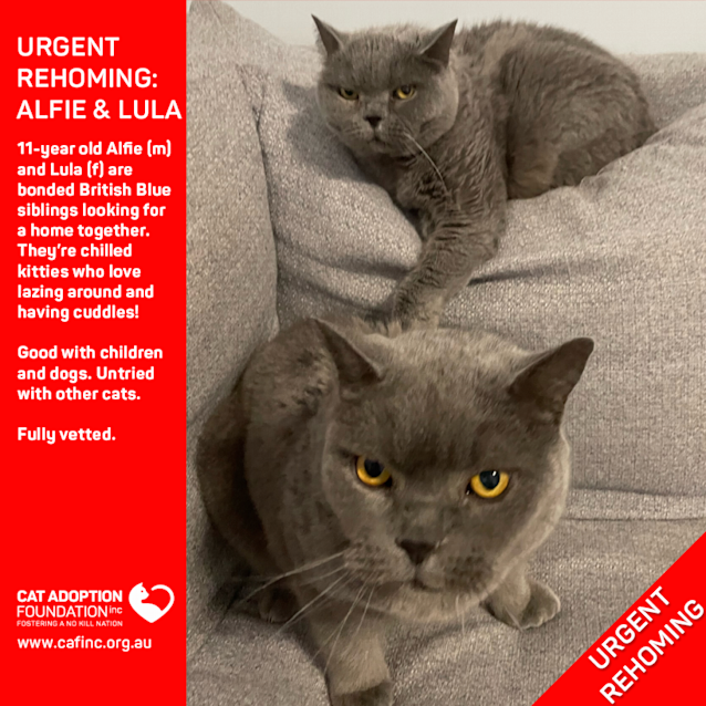 Photo of Alfie And Lula Private Rehoming No Charge!