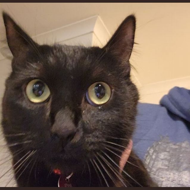 Photo of Midnight