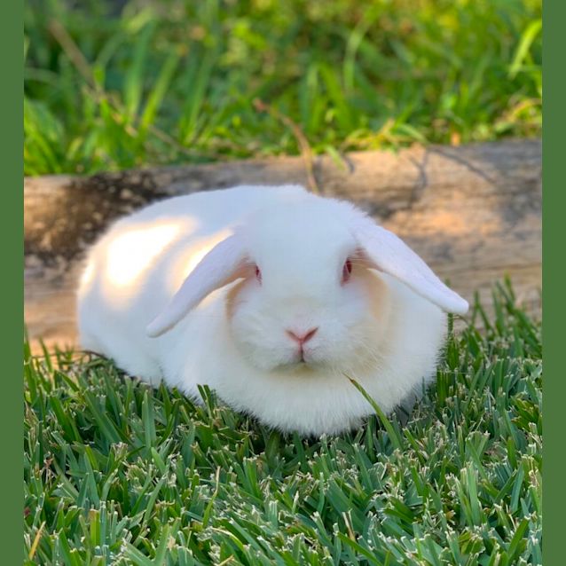 Photo of Daphne 