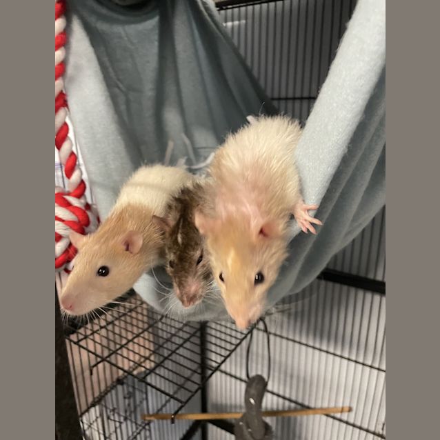 Photo of Nini, Neela 
