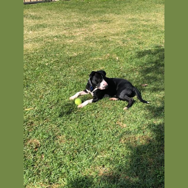 Photo of Nigel ~ 1yr Old American Staffy(on Trial 21/8/22)