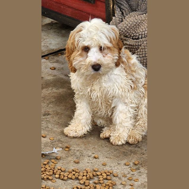 Photo of Chester  Cavoodle