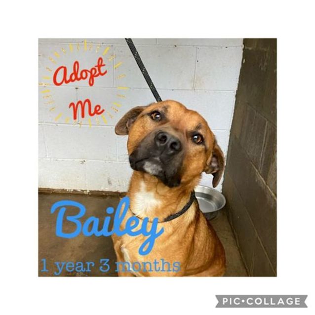 Photo of Bailey