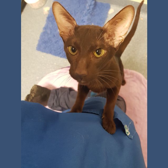 Photo of Brownie