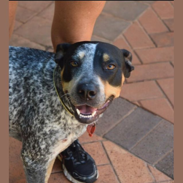 Photo of Bluey (Chicco)