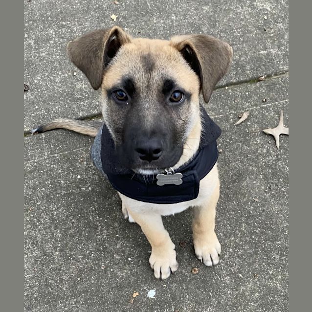 Photo of Wrangler