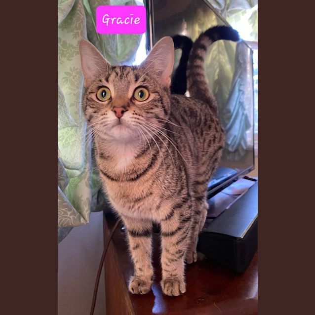 Photo of Gracie
