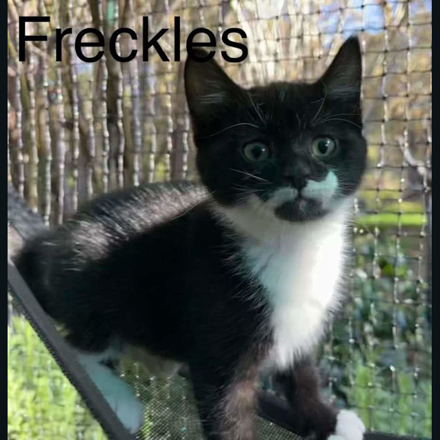 Photo of Freckles