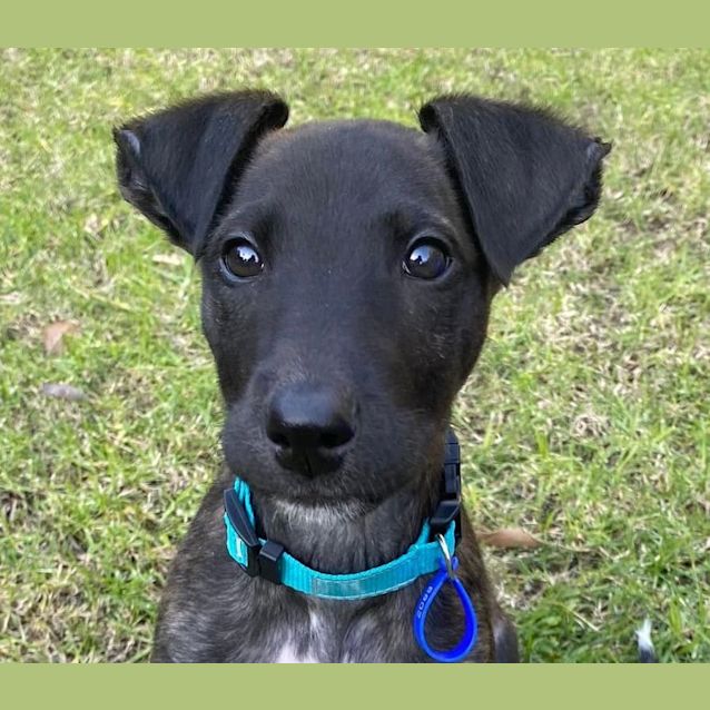 Photo of Dobbie