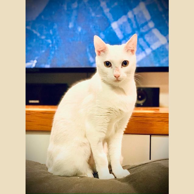 Photo of Betty White