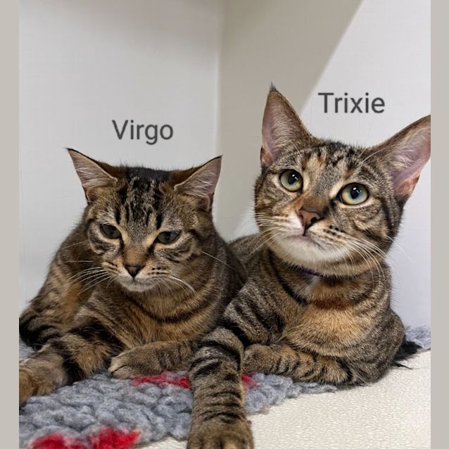 Photo of 💕 Trixie F02253 And Virgo F02252 💕 