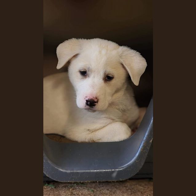 Photo of Taylor  Swiss Shepherd