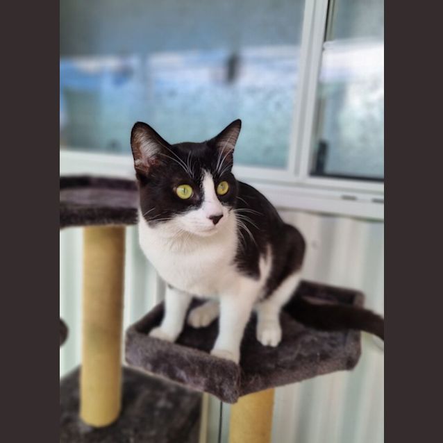 Photo of Wallace