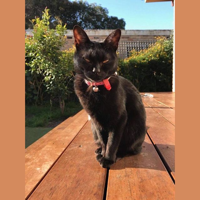 Photo of Onyx