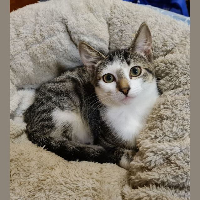 Photo of Tilly