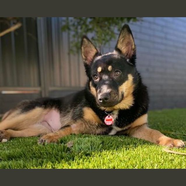 Photo of Mocha  Shephard X Kelpie Mix