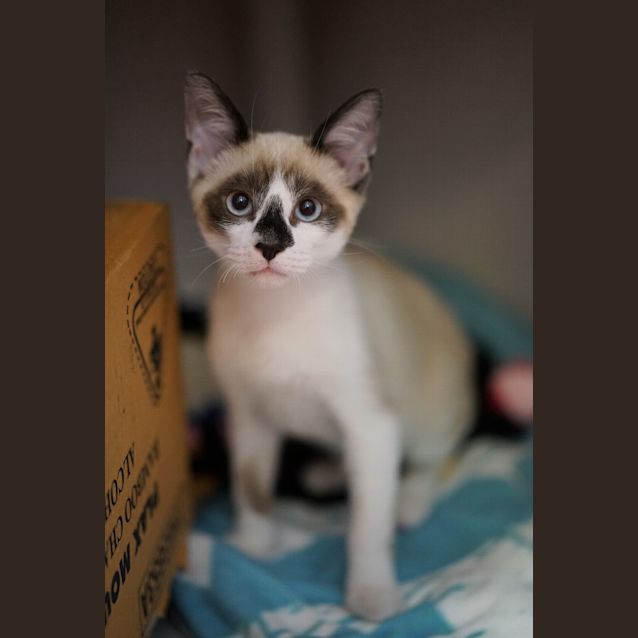 Photo of Smudge