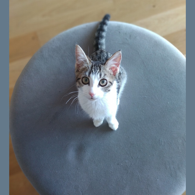 Photo of Puffalump