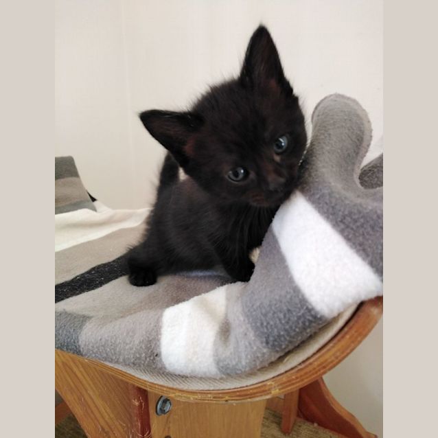 Photo of C1059 Bronte