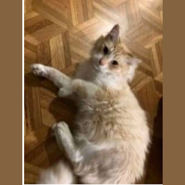 Photo of Poseidon ~ Meet Me @ Pet Stock Chelsea 😽