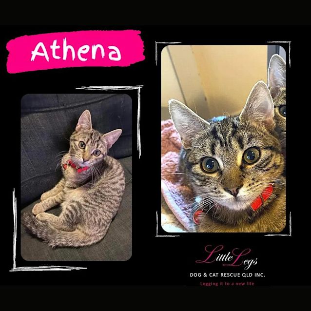 Photo of Athena