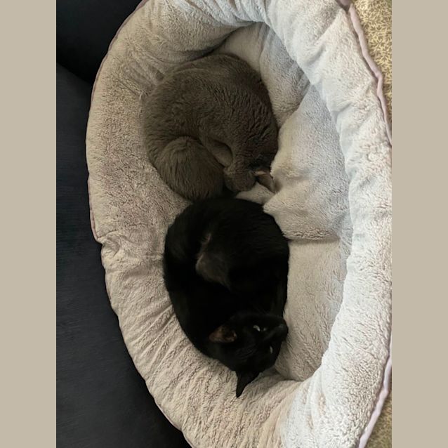 Photo of Sachi 💓 Assisted  Rehome 