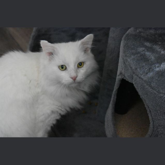 Photo of Stunning Oscar Can’t Take A Trick