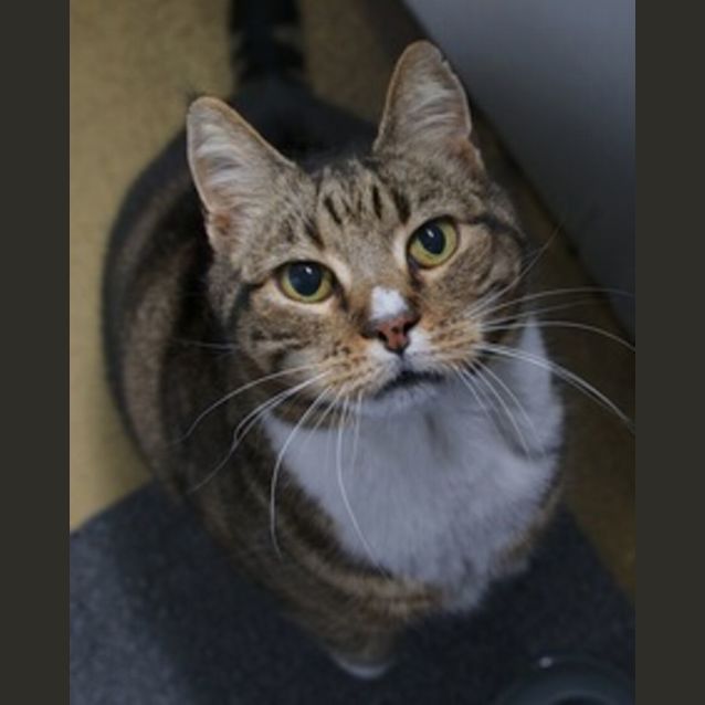 Photo of Mr Puss Wiggam