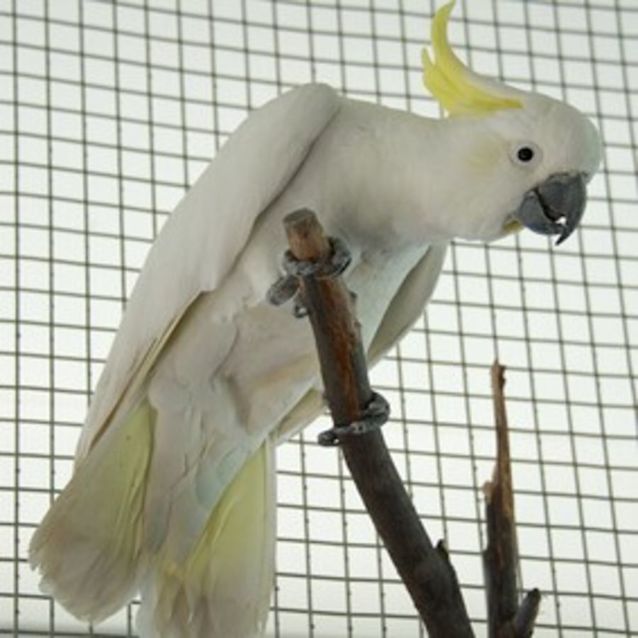 Photo of Iroh