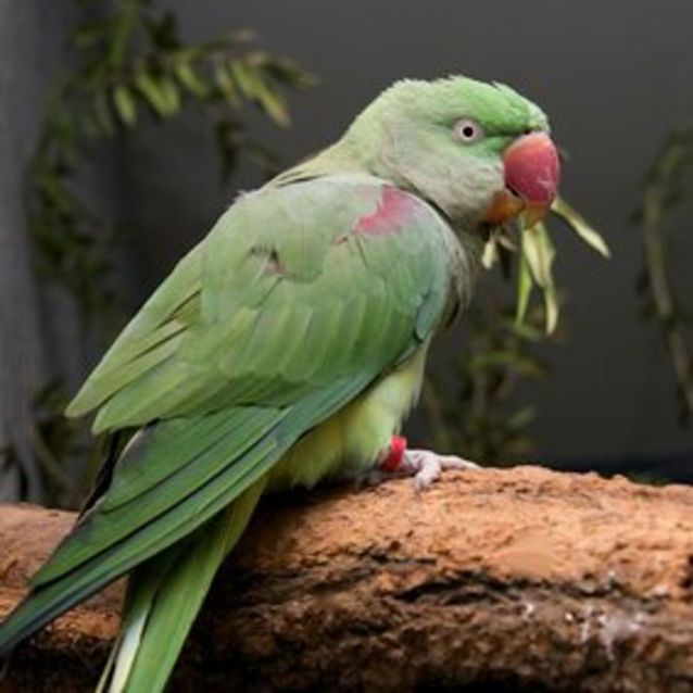 Photo of Nokstella