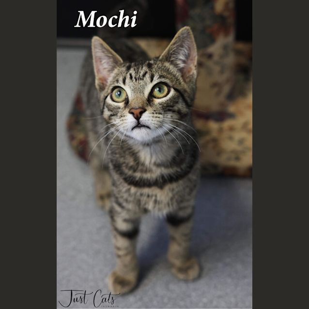 Photo of Mochi