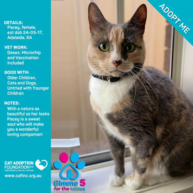 Photo of Pacey Just $39 Limited Time!