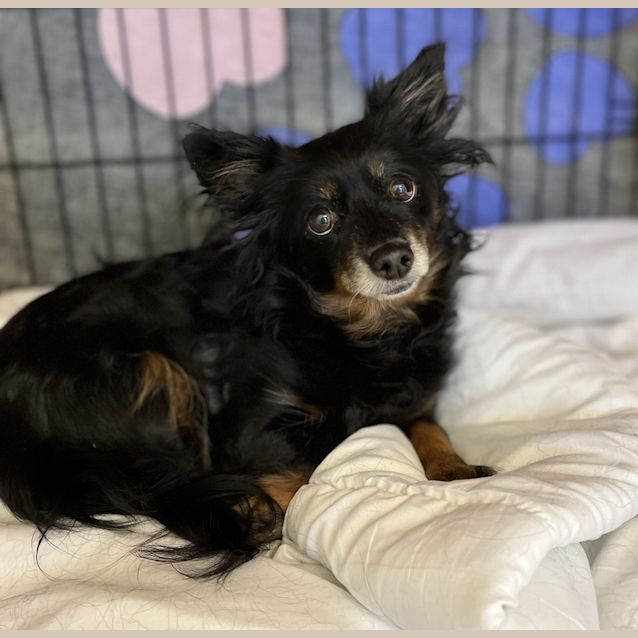 Photo of Penny