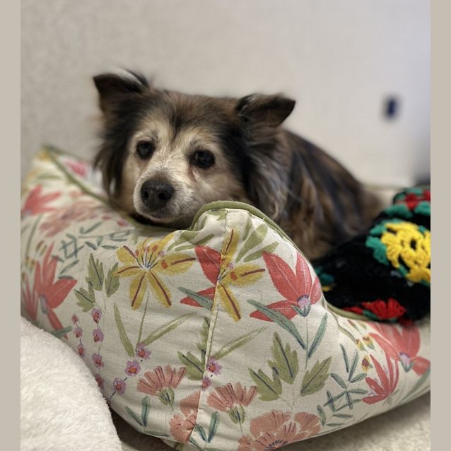 Photo of Gypsy